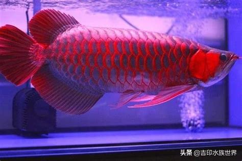 紅龍魚飼養